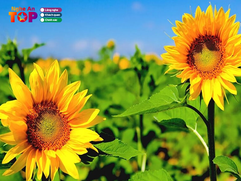 doi-net-ve-canh-dong-hoa-huong-duong-nghe-an1-ngheantoplist