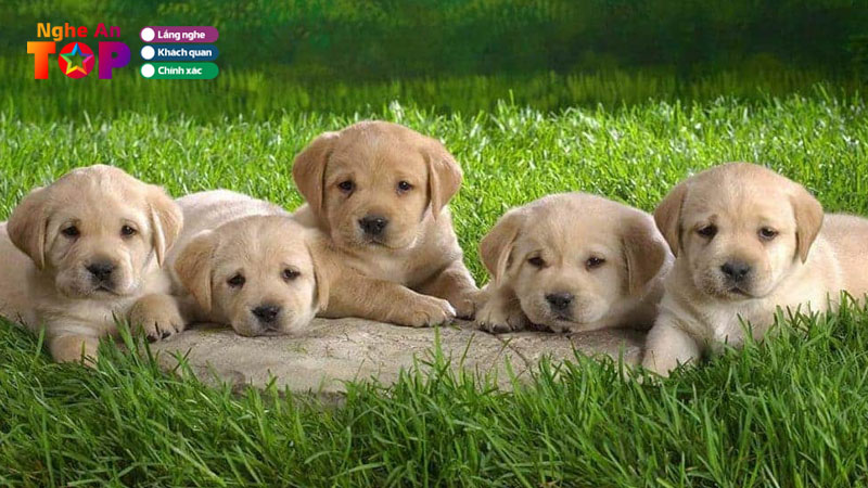 Top-6-dia-chi-ban-cho-canh-nghe-an-thuan-chung-de-nuoi-ngheantoplist