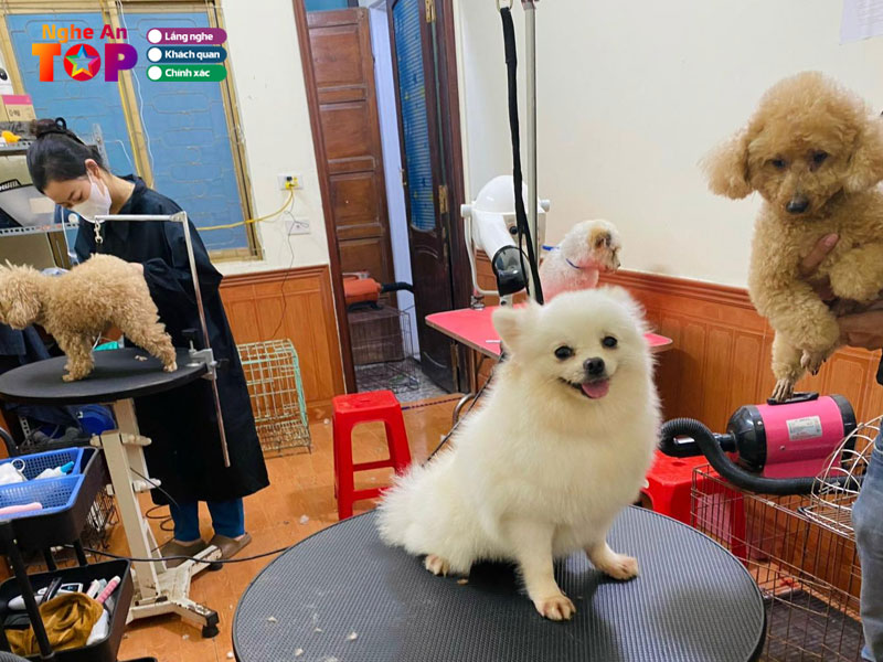 Pet-shop-vinh-ngheantoplist