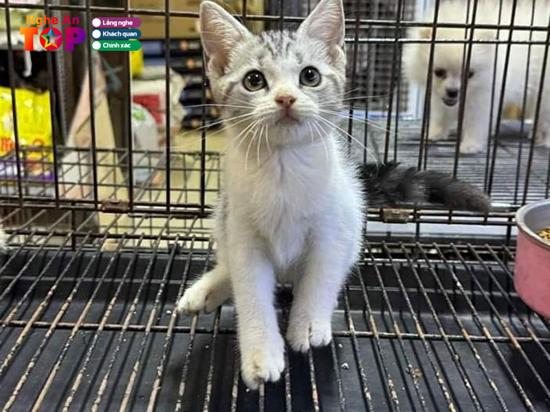 Siro-pet-shop-ngheantoplist