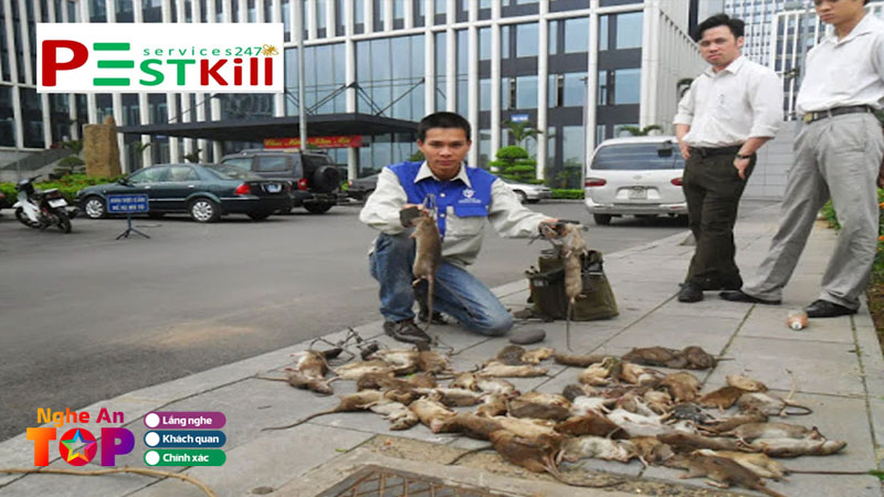 Pest-kill-247-giai-phap-diet-chuot-chuyen-nghiep-an-toan-va-hieu-qua-ngheantoplist