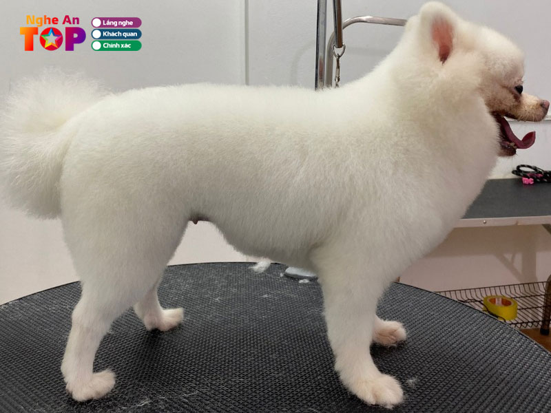 Benh-vien-thu-y-pethealth-vinh1-ngheantoplist