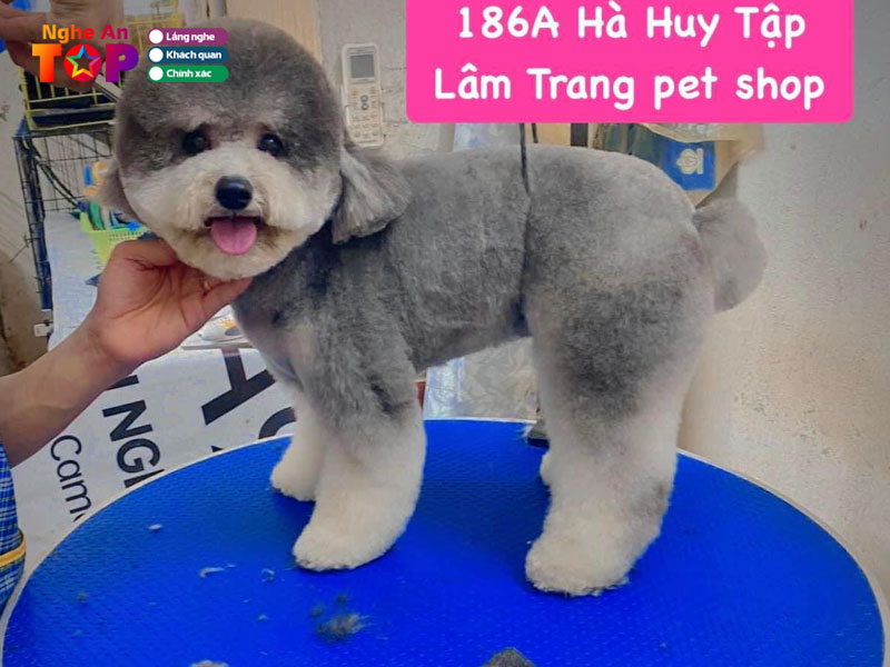 Lam-trang-pet-shop-vinh-ngheantoplist