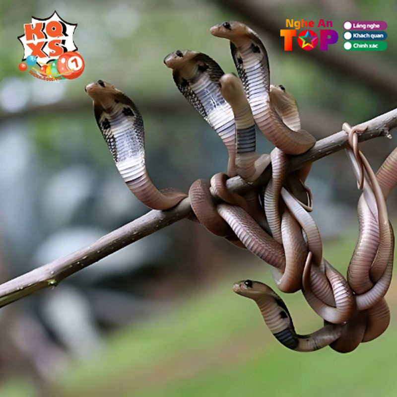 Mo-thay-ran-danh-con-gi-may-man-ngheantoplist