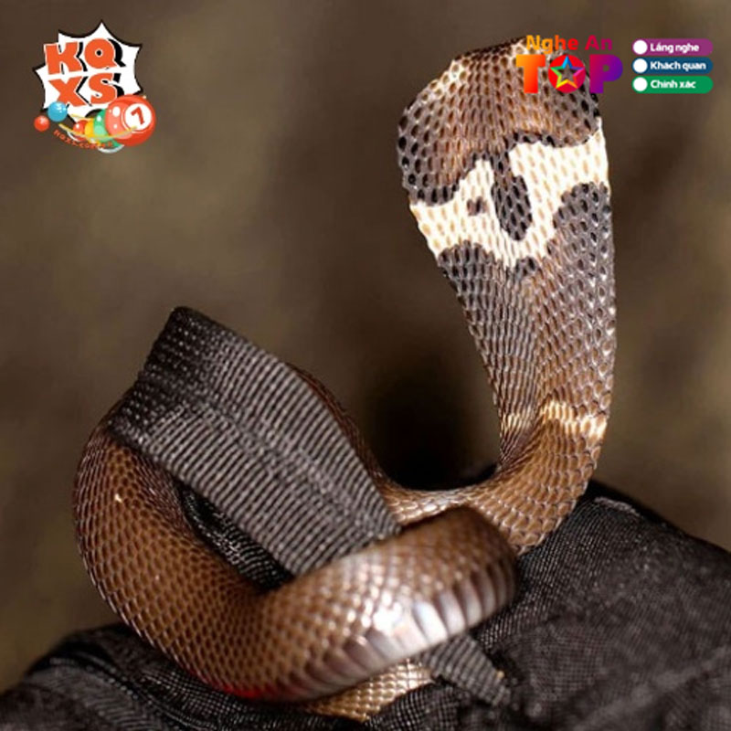 Nhung-truong-hop-nam-mo-thay-ran-pho-bien-nhat1-ngheantoplist