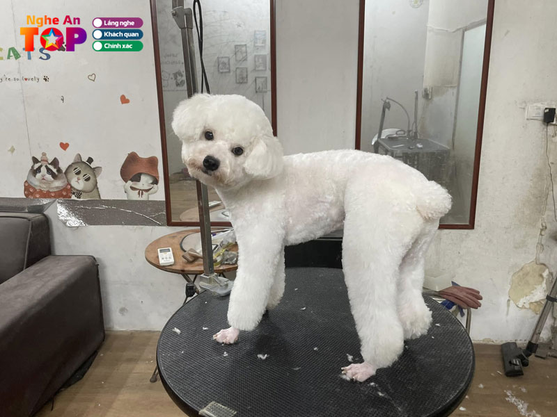 Pet-clinic-ngheantoplist