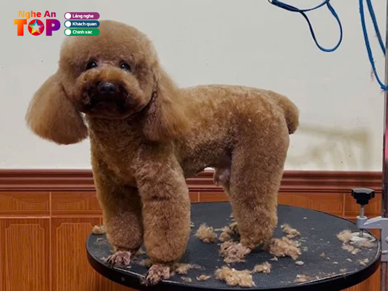 Petcare-ngheantoplist