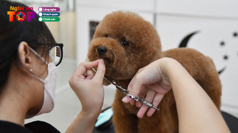 Top-11-spa-tia-long-thu-cung-tai-nghe-an-tao-kieu-chuyen-nghiep-ngheantoplist