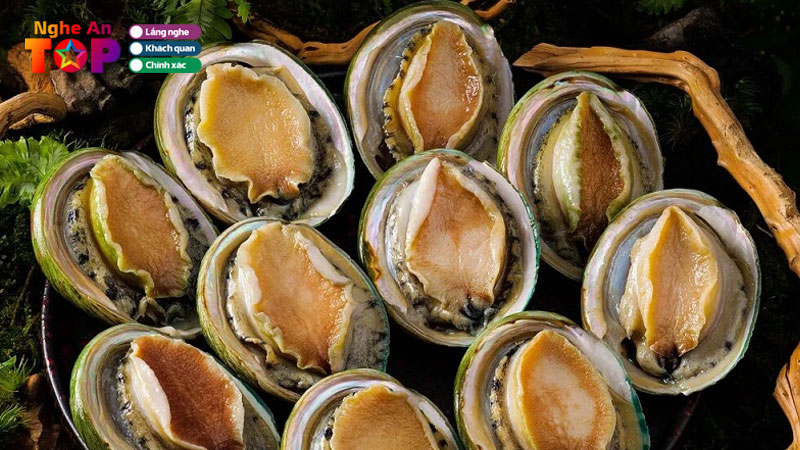 Top-10-dia-chi-ban-bao-ngu-tai-nghe-an-tuoi-song-du-size-ngheantoplist