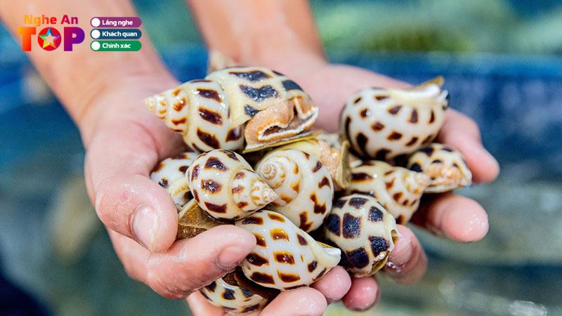 Top-5-dia-chi-ban-oc-huong-tai-nghe-an-tuoi-ngon-chat-luongn-ngheantoplist