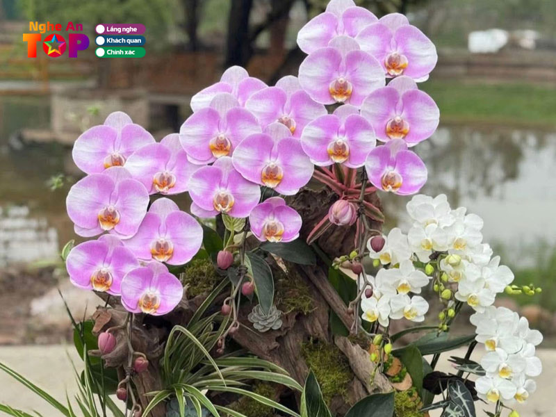 Lucky-flowers-ngheantoplist