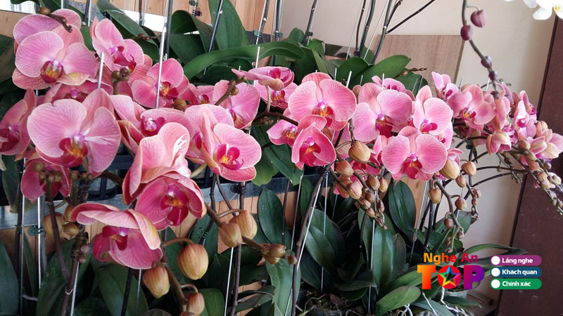 Top-5-dia-chi-mua-hoa-lan-ho-diep-tai-nghe-an-dep-du-loai-ngheantoplist