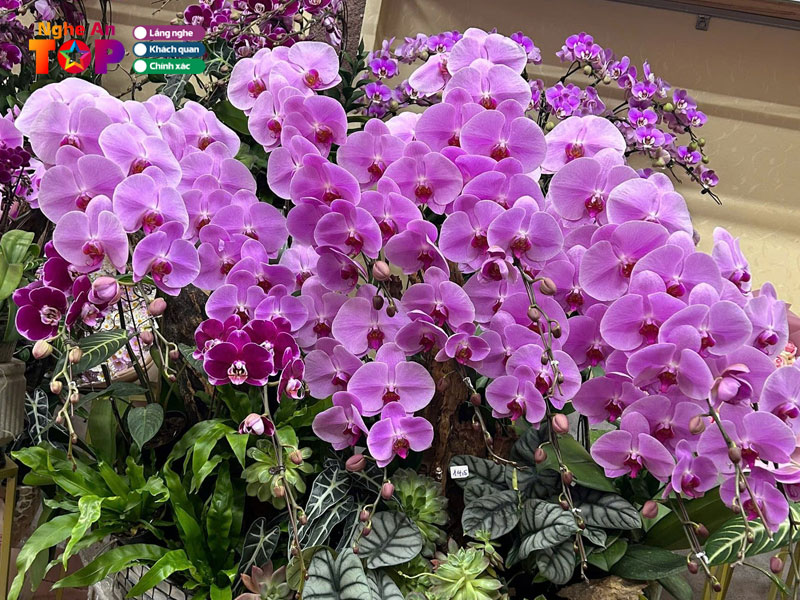 Yly-flower-ngheantoplist