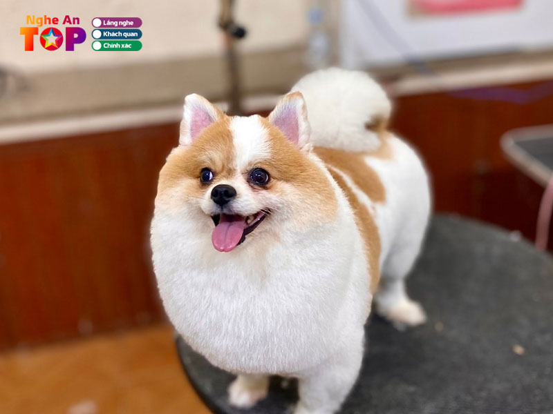 Home-pet-ngheantoplist