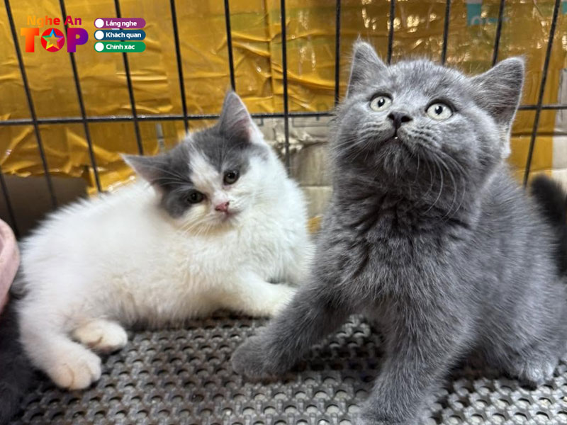 Lam-trang-pet-shop-ngheantoplist