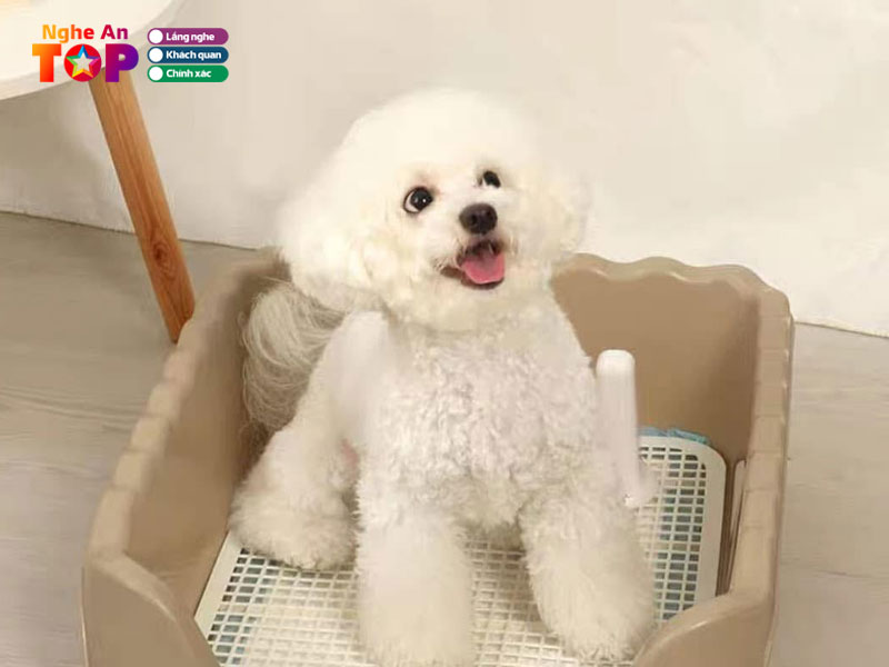 Meo-shop-ngheantoplist