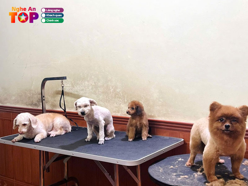 Petcare-ngheantoplist
