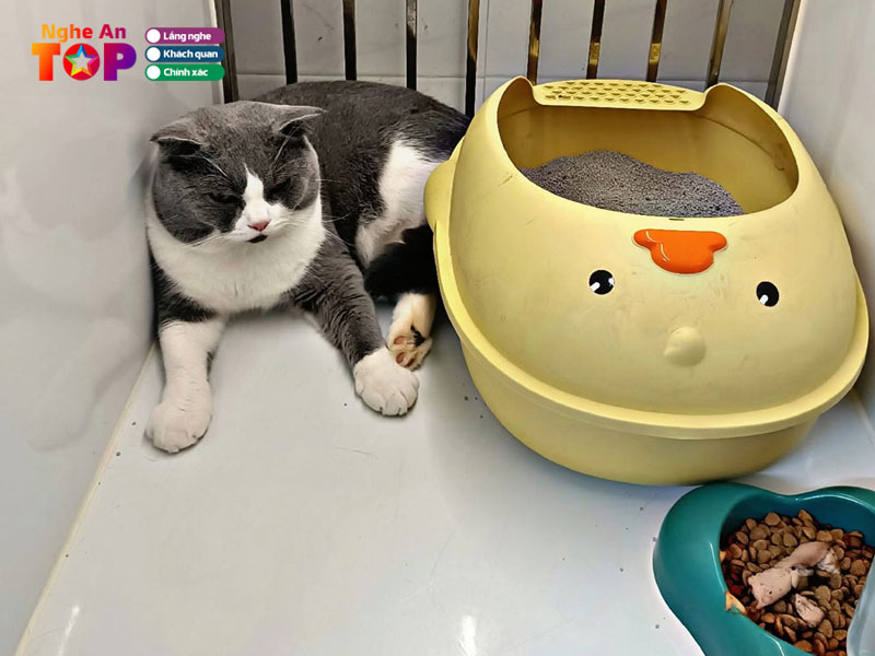 Siro-pet-shop-ngheantoplist